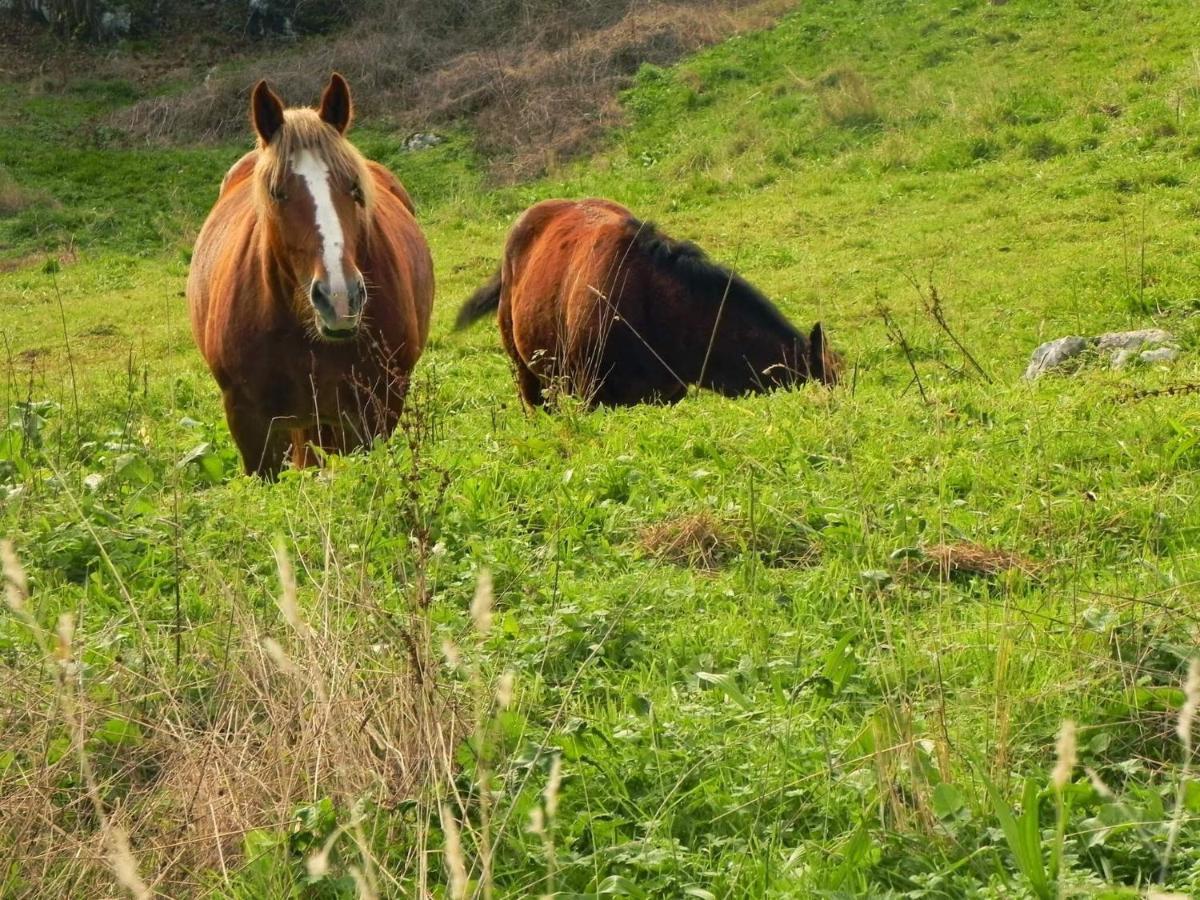 Apartamentos Rurales Vallanu Rodeados De Naturaleza En Llanes Y A 3 Kilometros De Las Playas Екстер'єр фото